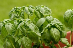 Growing Basil