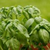 Growing Basil