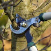 Pruning Sheers