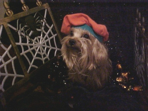 Hershey with artist's beret on.