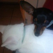 White cat with dog's chin resting on its shoulders.