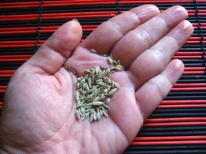 Fennel seeds to help bloating