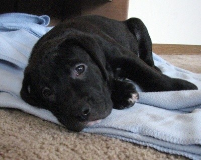 Puppy laying on towel.