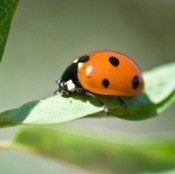 Getting Rid of Lady Bugs