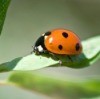 Getting Rid of Lady Bugs