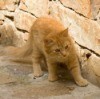 Dealing With Stray Cats