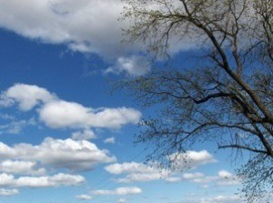 A blue summer sky with white clouds and a tree.