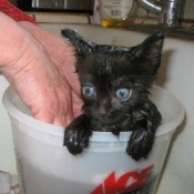 Baby's first bath.