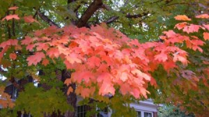 Brilliant fall leaves on a maple tree
