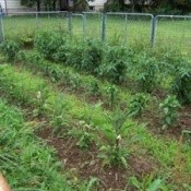 Home Grown Food Garden
