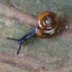 A small snail next to a dime.