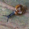 A small snail next to a dime.