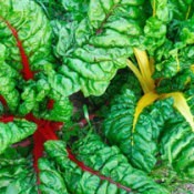 Swiss chard leaves