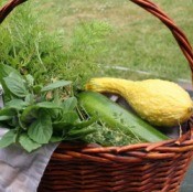 A basket of late summer vegetables and herbs from the garden.