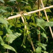 Drought Tolerant Vegetables