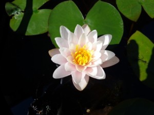 Lily growing in a pot