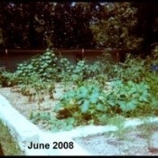 Garden with Race Track Straw in June