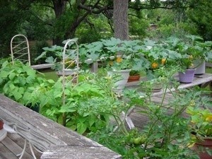 Vegetable Garden Grown in Pots