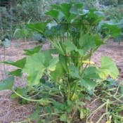 Larged Caged Squash