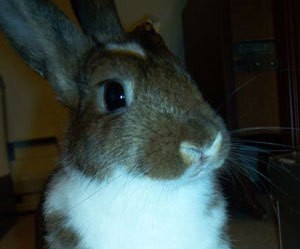 Closeup of gray and white house bunny.