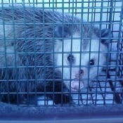 Opossum in a Cage