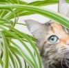 A cat in a house plant.