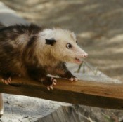Getting Rid of Opossums