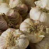Garlic Bulbs