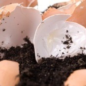 Keeping Pests Out of Your Compost Pile