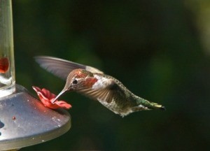 Hummingbird Feeder