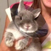 Bunny with a cone on neck.