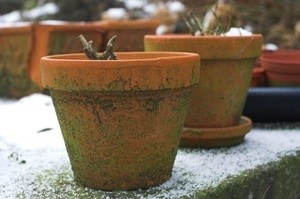 Potted plants outside in the winter.