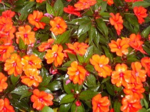 Impatiens After the Rain (NC)