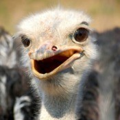 Ostrich at Lake Tobias Animal Farm (Halifax, PA)