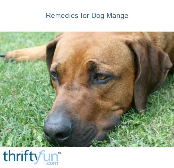 Remedies for Dog Mange