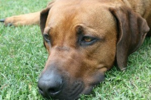 Remedies for Dog Mange
