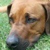 Remedies for Dog Mange