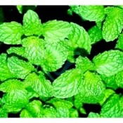 Mint leaves closeup.