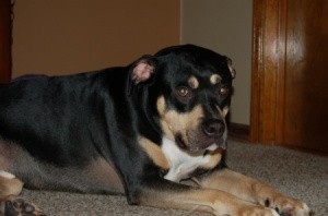 Using Borax to Get Rid of Fleas