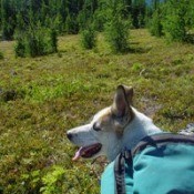 Dog with packs.