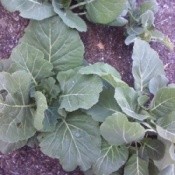 Collard Greens growing 