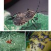 Squash Bugs