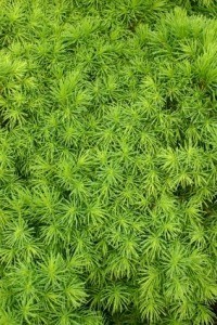 Alberta Spruce Tree
