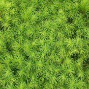 Caring for an Alberta Spruce