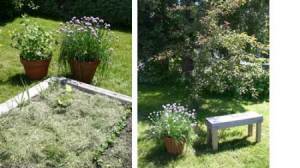 Give Your Plants Companions