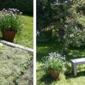 Give Your Plants Companions