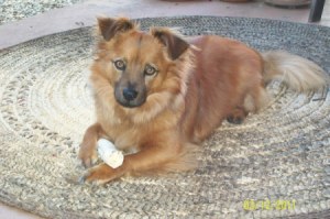 Fuzzy brown dog on rag rug.