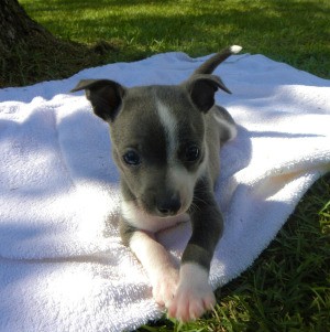 Jackson (Chihuahua)