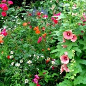A garden of self sowing plants.