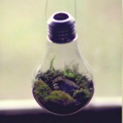 Terrarium hanging, with a closeup.